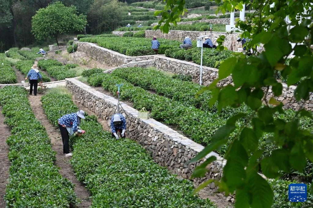 5月22日,茶农在日照市岚山区“北门外1966”茶园采茶。