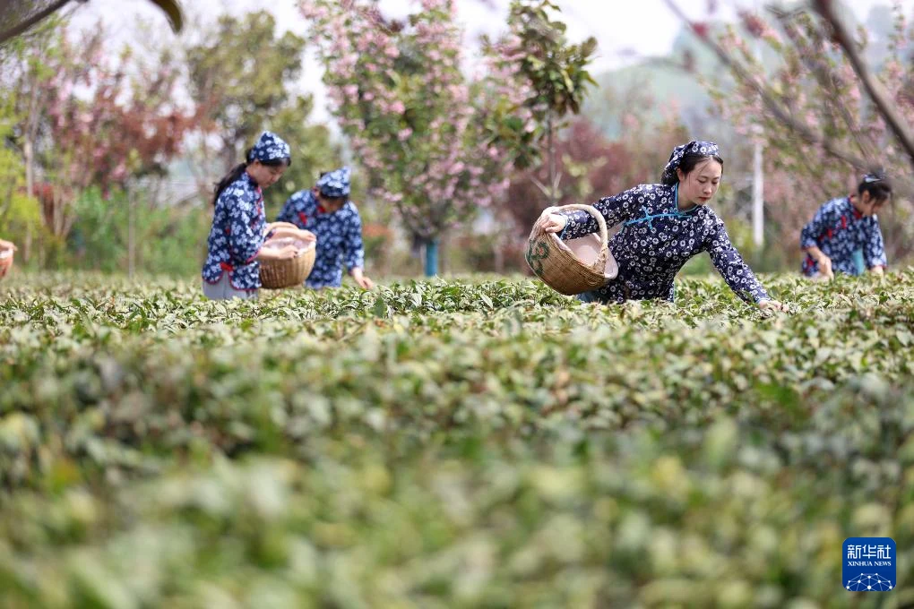 4月18日,在山东省日照市东港区后村镇蔡家官庄村,茶农在茶园里采摘春茶。