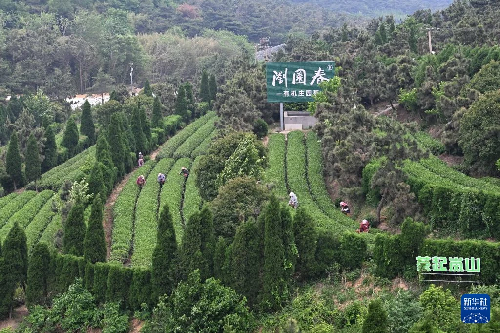 5月22日,茶农在日照市岚山区碑廓镇的浏园春有机茶园采茶。