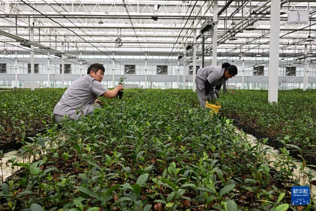 5月22日,工作人员在位于日照市岚山区的日照茶叶科创示范园大棚内作业。