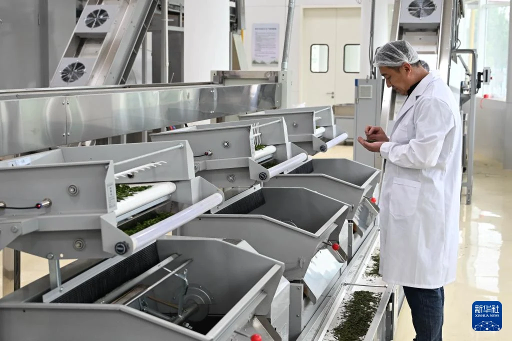 5月22日,工作人员在位于日照市岚山区的日照茶叶科创示范园车间检查茶叶质量。